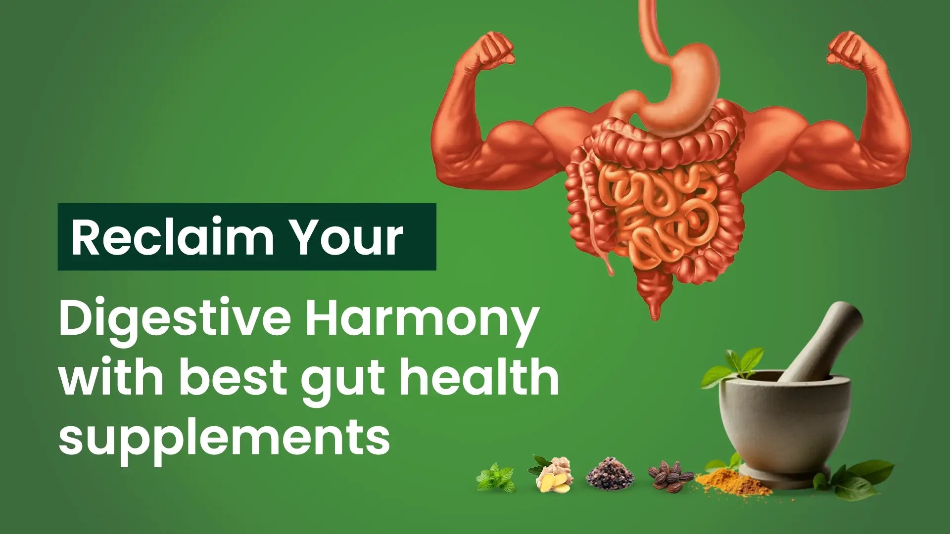 Reclaim Your Digestive Harmony with best gut health supplements